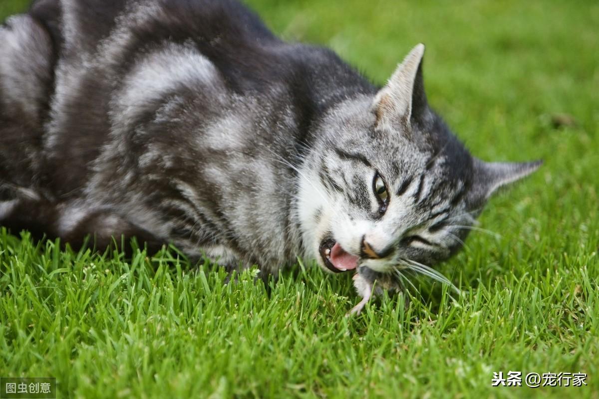 三个月猫一次喂食三十颗猫粮的重要性与细节管理