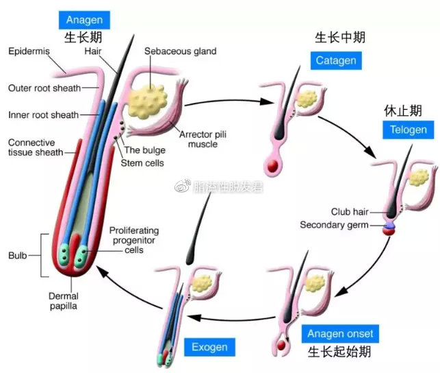 头发生长速度，六个月能长多长？