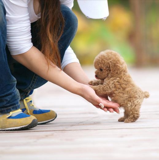 泰迪犬四个月成长阶段狗粮需求详解