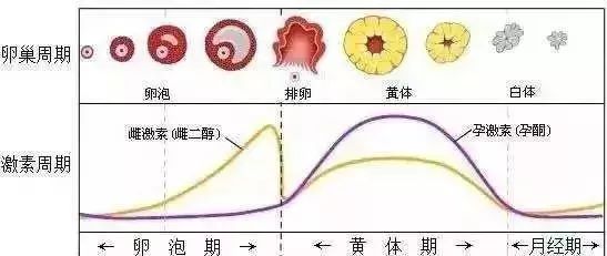 会不会有一个月不排卵，探究女性生理周期中的可能性与影响因素