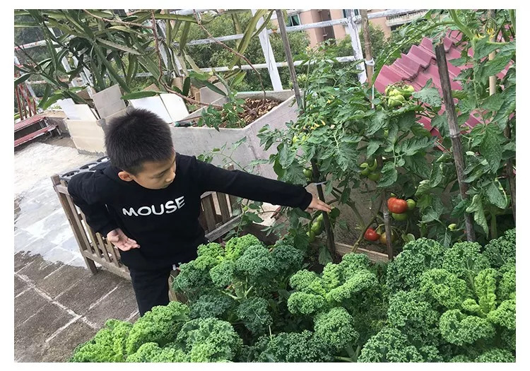 广东省农村种菜概览，丰富多彩的蔬菜种植世界