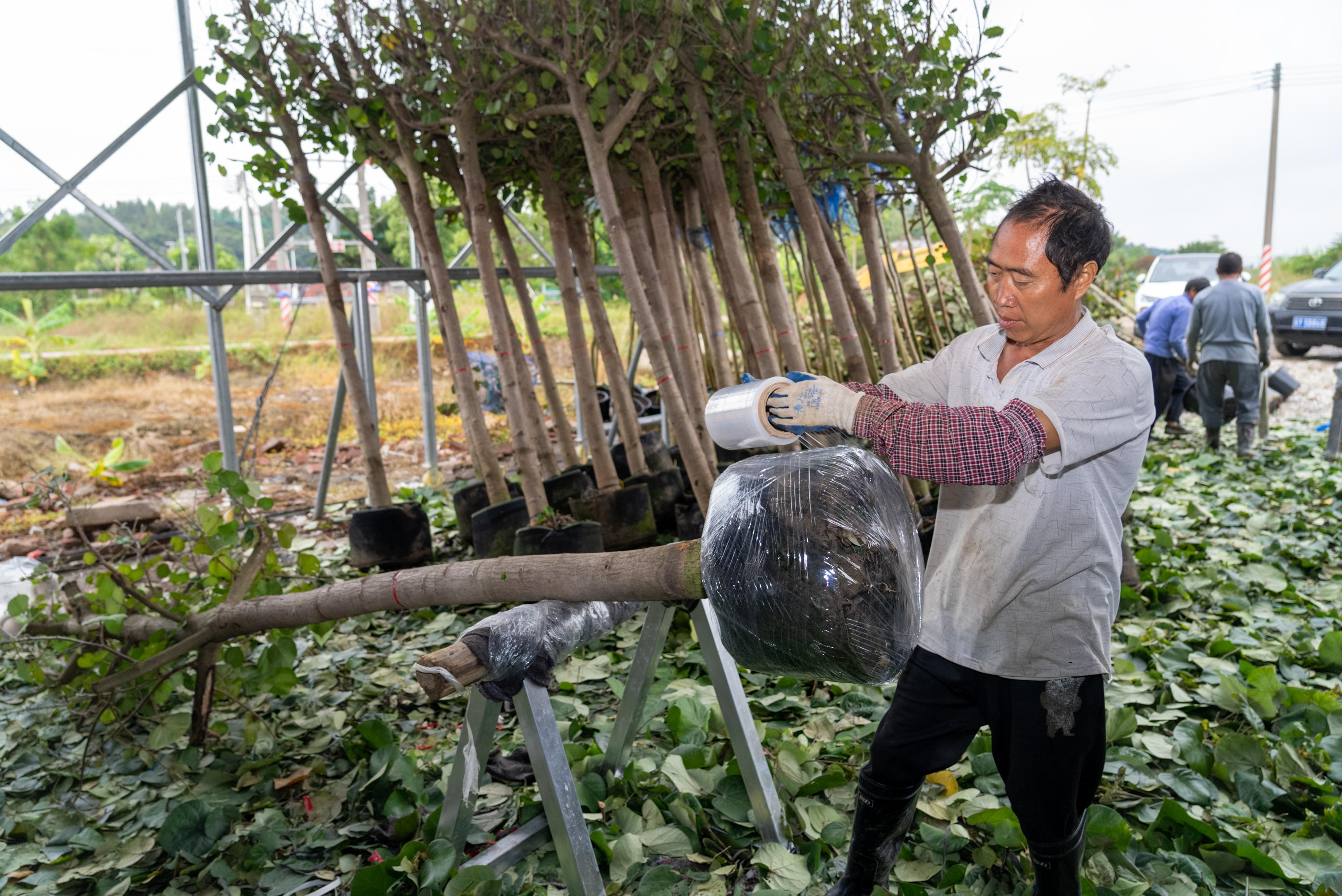 广东省苗木市场，繁荣生态与产业共赢的交汇点