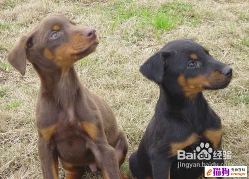 广东省杜宾犬领养，探索与关怀